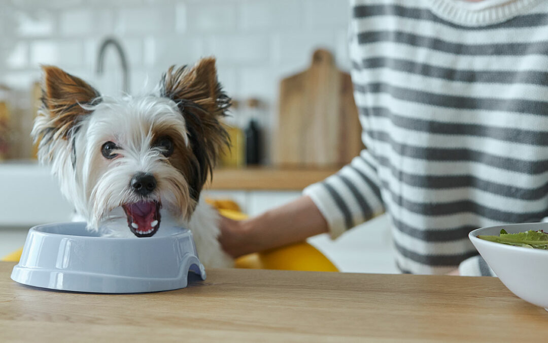 Chien allergique : quelles croquettes choisir pour éviter les réactions ?