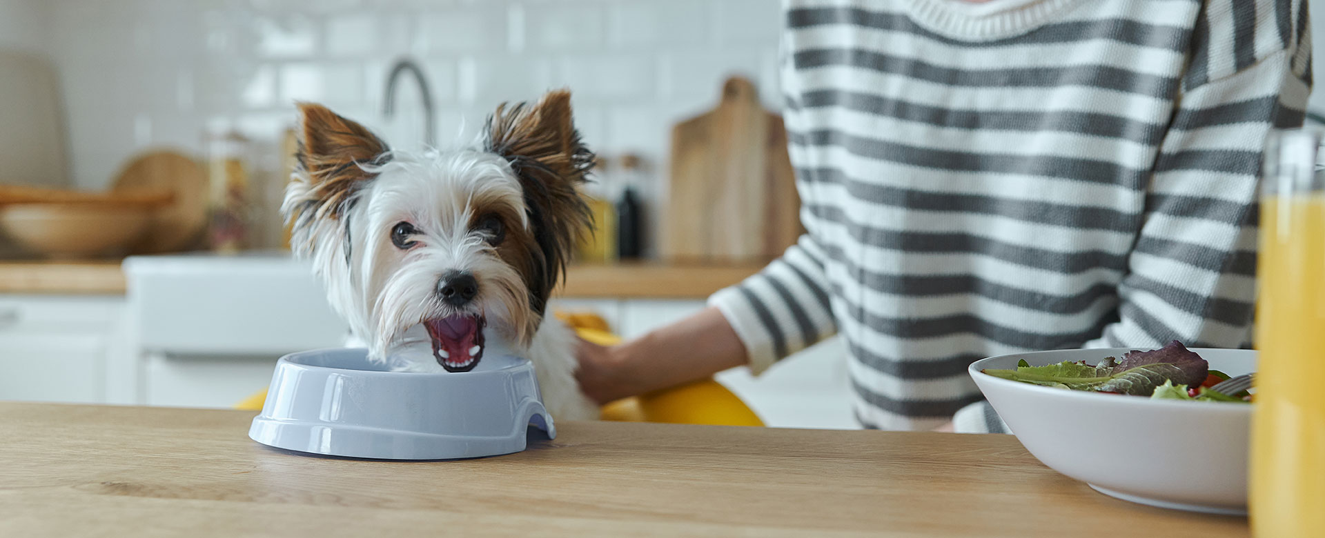 Chien allergique croquette