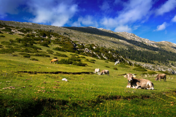 Quelques vaches en liberté dans la campagne en Auvergne