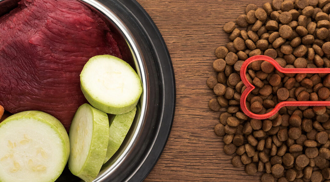 Le système digestif du chien : pourquoi toutes les croquettes ne se valent pas ?