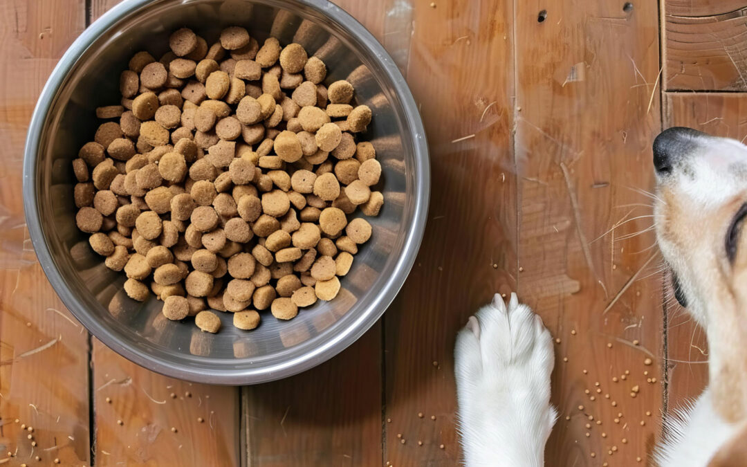Transition alimentaire du chien : comment changer de croquettes sans troubles digestifs ?