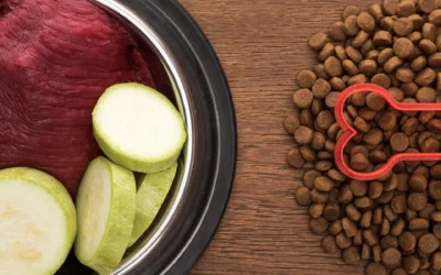Comment Lire et Décrypter l’Étiquette d’un Sac de Croquettes pour Chien ?