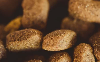 Meilleures Croquettes pour Chien en 2026 : Le Guide d’Achat Complet