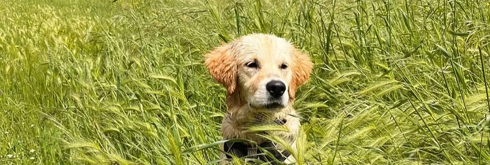jeune-golden-femelle Jeune chienne Golden dans les herbes hautes