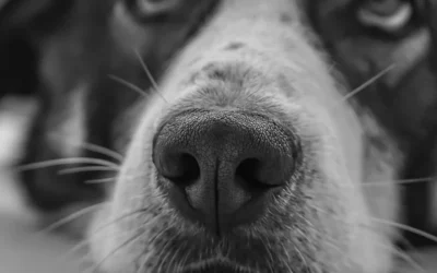 Démangeaisons et Allergies Cutanées du Chien : Le Rôle de l’Alimentation