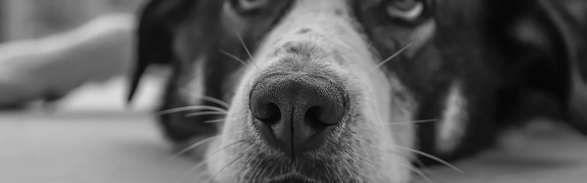 chien-demangeaisons-inconfort tête de chien un peu triste avec le museau posé au sol
