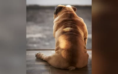 Mon Chien est Trop Gros : Quelle Croquette Choisir pour le Faire Maigrir ?