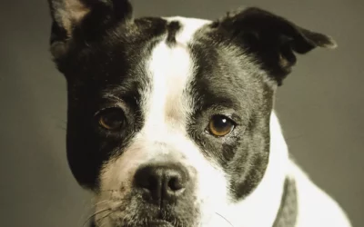 Allergie aux Céréales ou Intolérance au Gluten chez le Chien : Différences & Symptômes