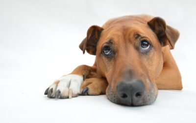 Chien qui a des Selles Molles : Comment Améliorer sa Digestion ?