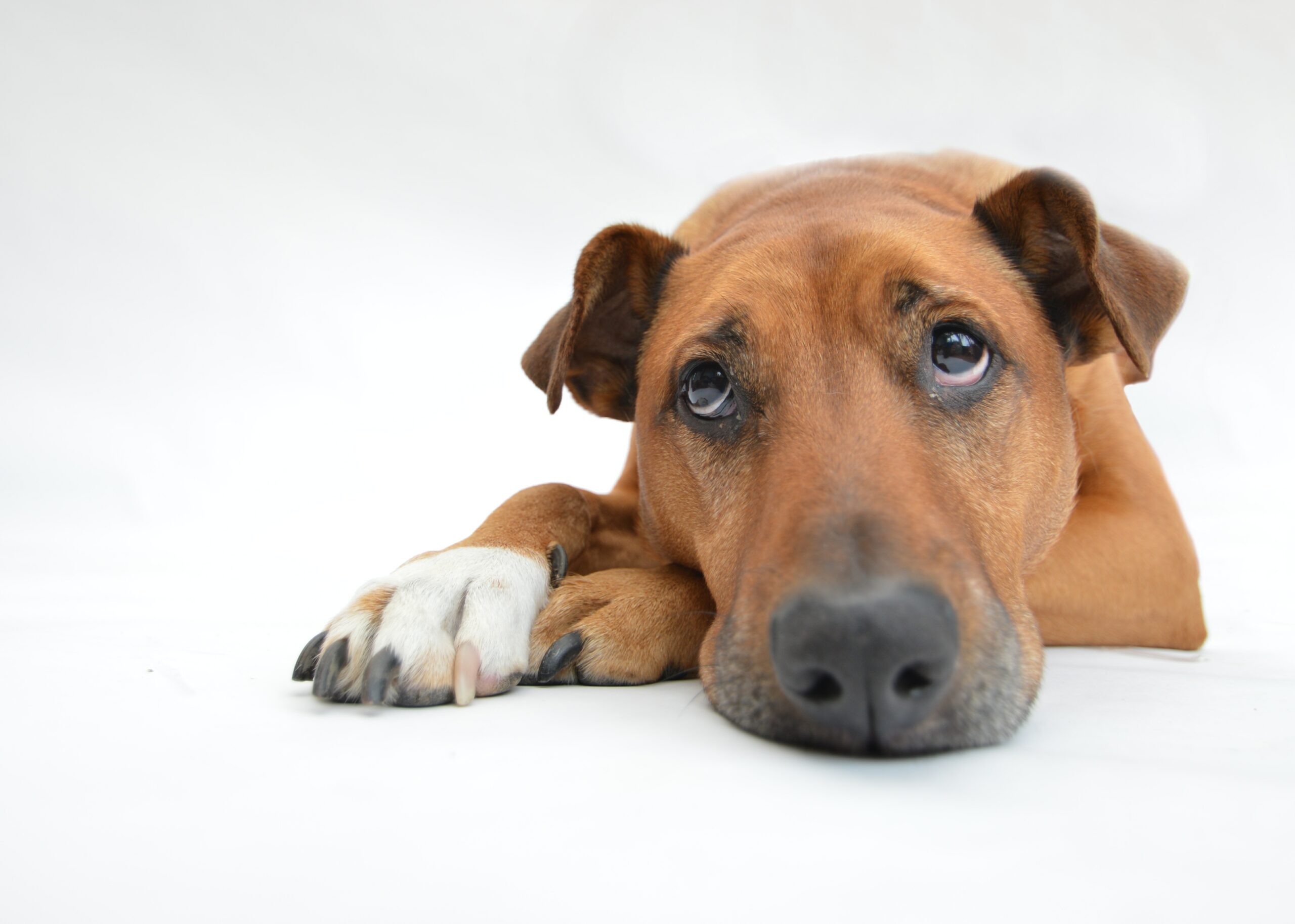 chien-adulte-triste Chien un peu triste qui est installé la tête sur ses pattes