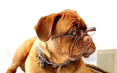 Glucides dans les Croquettes pour Chien : Comment Calculer le Bon Taux ?