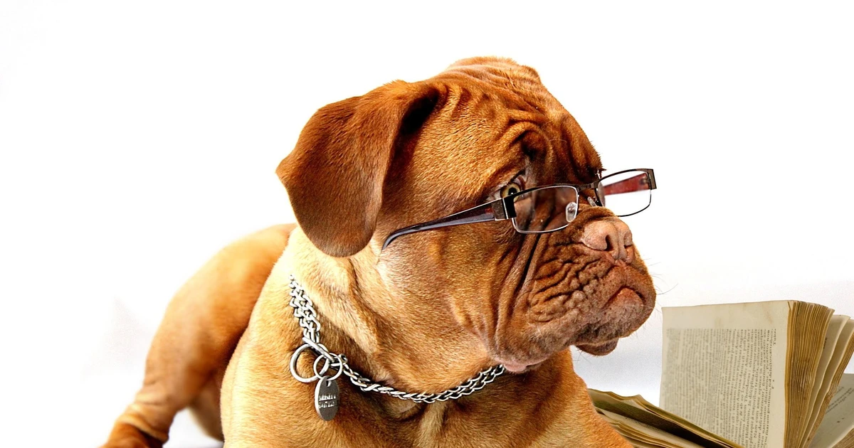 chien-reflexion-lunettes Boxer avec des lunettes qui semble réfléchir