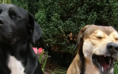 Mon Chien Pète Beaucoup et Pue : Causes et Solutions Alimentaires