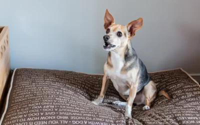 Arthrose Canine : Quelle Alimentation et Croquettes pour Protéger ses Articulations ?