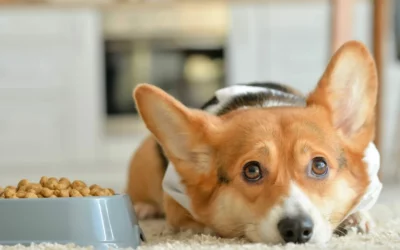 Mon Chien Refuse ses Croquettes : Que Faire avec un Chien Difficile ?