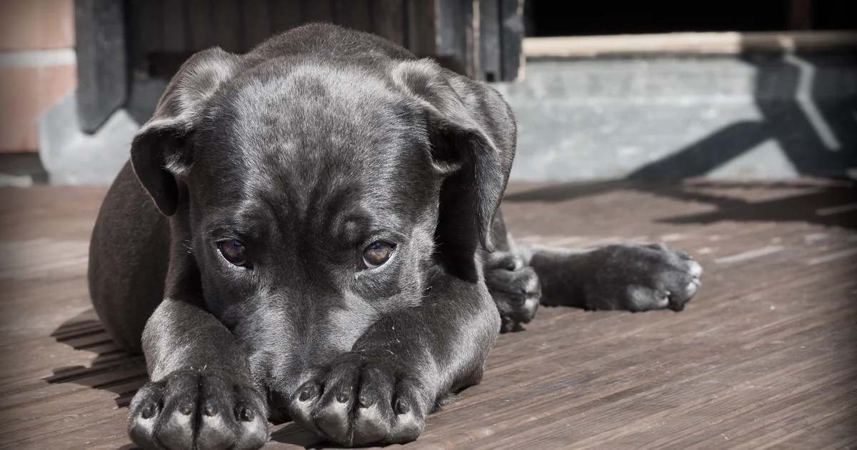 banniere-chien-pancreatite Gros plan sur un chien pas trop en forme regarde vers le bas la tête entre ses pattes de devant