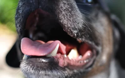 Mauvaise Haleine du Chien : Solution et Lien avec la Digestion