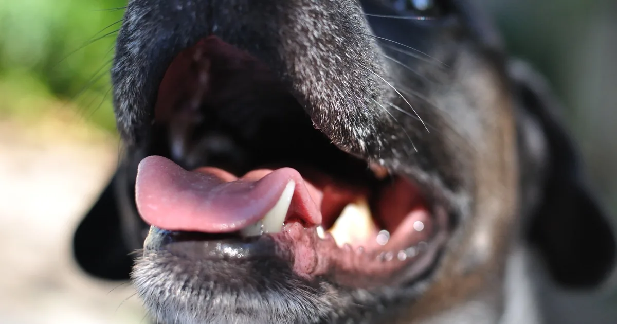 mauvaise-haleine-chien-banniere Zoom sur une gueule de chien
